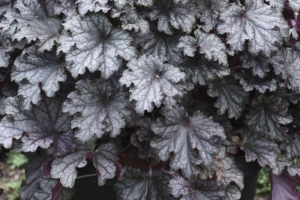 Heuchera 'Prom Dress' New 2025